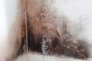 Mold Remedied 